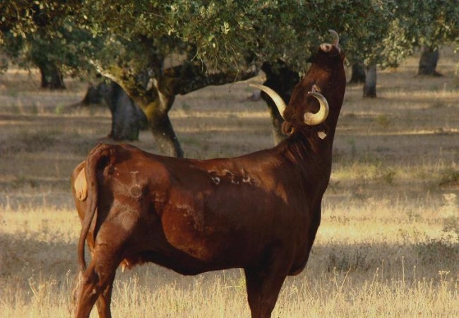 Buenas. Por aquí empieza hoy un día luminoso y hermosísimo,pero aún no han salido a pastar las vacas. Cuando pasan, hacen como esta vaca retinta con las ramas de las encinas, y ramonean las ramas de mis castaños que escapan al camino.