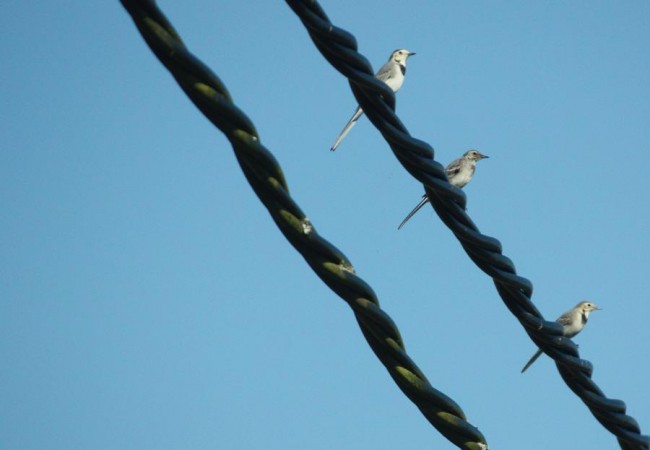 12:12 Al final no encontré al ratonero, como siempre que algo se busca, pero he visto a estos pollos de lavandera, el del medio con el plumaje todavía fresco de plumón, aún sin definir el blanco, el gris y el negro.