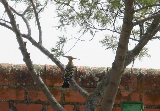 Me dio la impresión de que se veían más aves, aunque hizo un día de mucho calor: abubillas, cogujadas picoteando en el rastrojo, tarabillas, mosquiteros, estorninos, verderones, un mochuelo que escuché al atardecer, garcillas que volaban hacia su dor