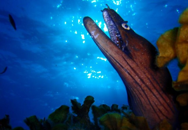 Nos acaba de llegar ahora, a las 13:20 la fabulosa fotografía de esta Morena Negra desde la isla de El Hierro, con la crónica, cómo no, de Cristóbal Richart.