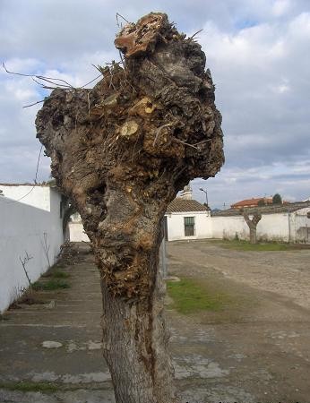 Decía un agrónomo francés del siglo XVII, llamado Jean de La Quintinie: “Todo el mundo corta, pero pocos saben podar”.