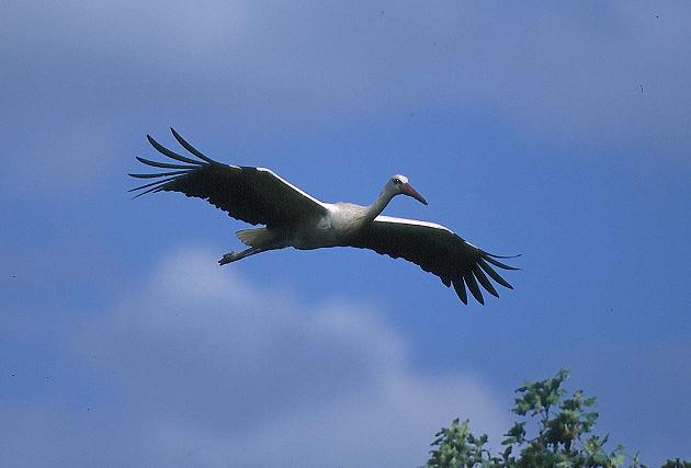 SEO/BirdLife celebra el Día Mundial de las Aves
el 3 y 4 de octubre