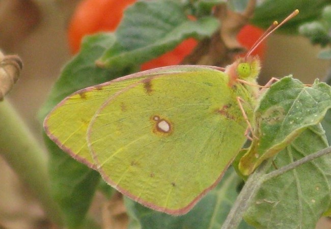 Nunca había visto, al menos que yo supiera, una mariposa Colía común como ésta que fotografió hace unos días, sobre la hierba mora, Pilar López.