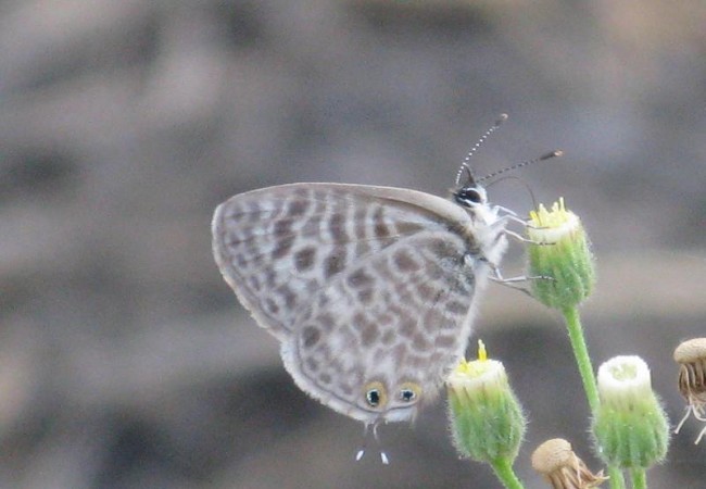 Libando de las pequeñas flores blancas de los cenizos, hallé otra especie de mariposa, había varios individuos revoloteando, muy pequeños e inquietos.