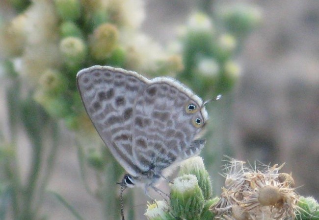 Buenas. Acabo de ver un bando de palomas torcaces mucho más grande que el de otros días. Suelen estar en el campo del al lado,junto a mi despacho, que tan poco uso, y cuando voy a entrar, salen volando.