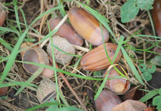 Bellotas de roble secas