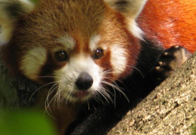 No me gustan los zoos, pero reconozco que disfruto enormemente viendo los animales salvajes tan cerca, casi se les puede tocar.