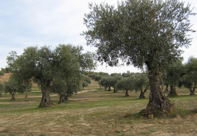 “Siempre que me acerco a la Almazara, que está en Los Navalmorales, paso por Malpica, me encanta cómo va cambiando los colores de la tierra, a más rojizas, fondo de color que cambia el mismo verde.