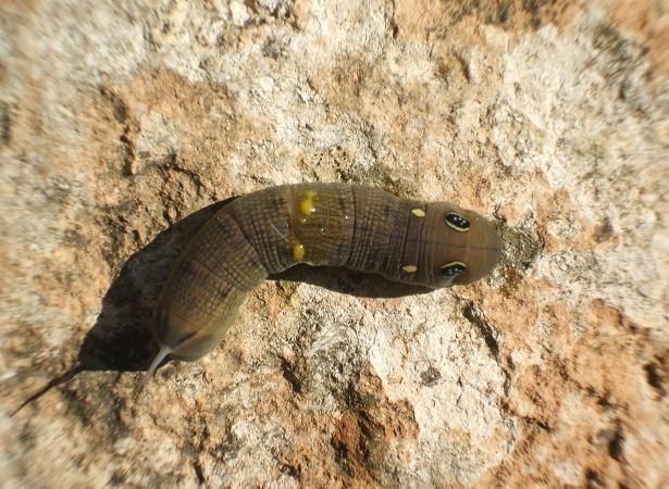 Un enigmático “cuco” caído del Cielo: 

Hola Mónica, te escribo desde Barbastro (Huesca) para consultarte lo siguiente: esta mañana, al salir al jardín,