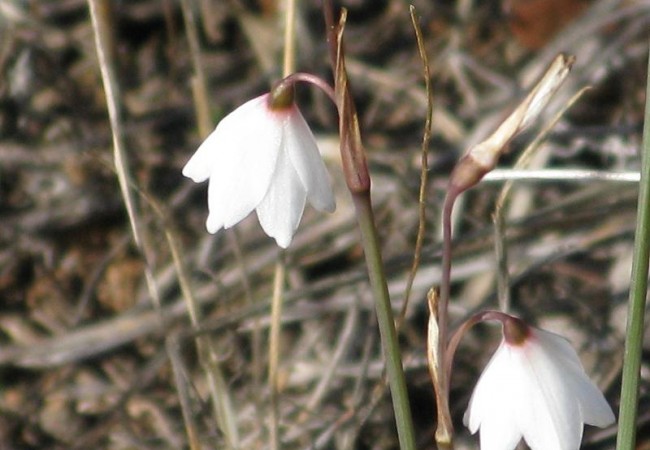 Entre el pasto todavía demasiado seco del encinar, han nacido las primeras campanillas de invierno, tímidas y frágiles.