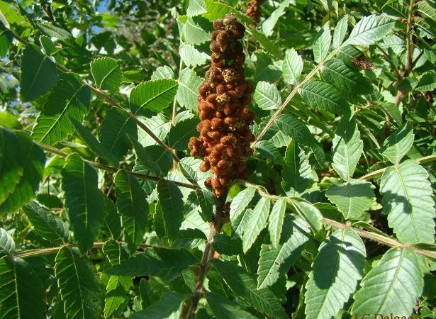 La fotografía que ven está realizada en el Valle de Matamoros, donde es frecuente este arbusto, podemos deducir que estas plantas que ahora crecen de manera silvestre,