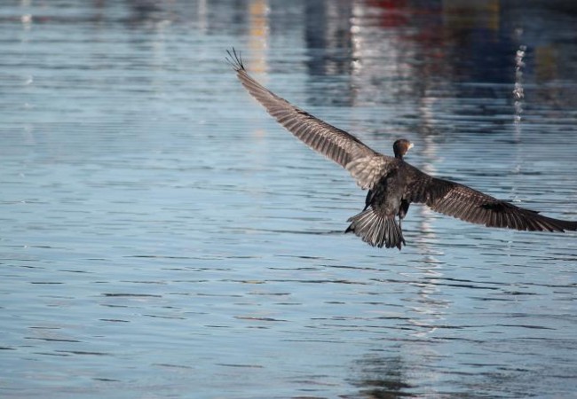 Buenas de nuevo. Aunque haga calor, la Naturaleza sigue sus ciclos, que dependen más del número de horas de luz que de la temperatura, y de ahí que ayer, ya hubiera cormoranes en los puertos, y alcatraces en la costa.