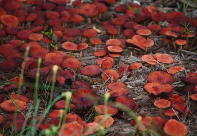 Buenas de nuevo. Ayer por la tarde, bajo los árboles caducifolios, sobre lo que me pareció una suerte de pinocha porque alguien hubiera estado allí cortando madera, encontré este rodal de setas rojas de cinco metros de largo y tres de ancho