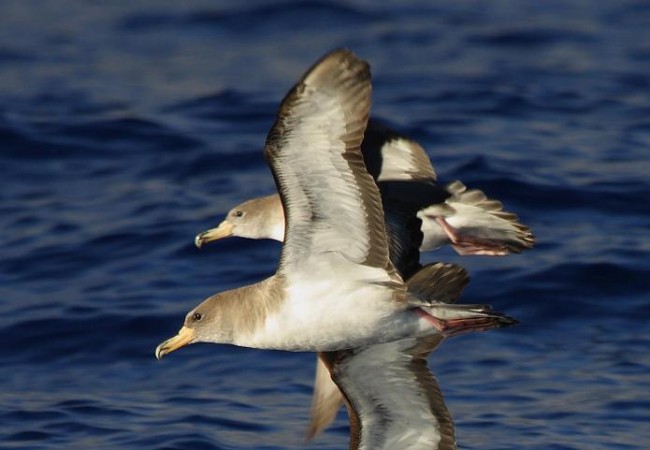 Con esta preciosa fotografía de tres pardelas cenicientas  Calonectris diomedea cuyo autor es Beneharo Rodríguez, 

(PINCHAR EN LEER MÁS PARA VER LA FOTO CASI AL COMPLETO)