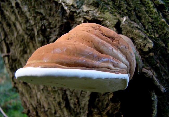 Buenas de nuevo. Nos acaba de llegar este precioso chesquero agarrado al tronco de una mimbrera, fotografíado ayer por Juan Carlos Delgado Expósito.