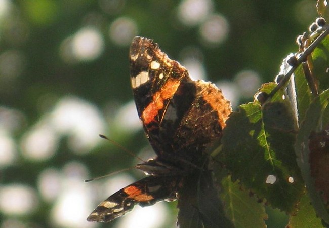 La primera de ellas es la especie llamada Vanessa atalanta. Tres ejemplares volaban sin cesar sobre las deterioradas hojas de un olmo, posándose sobre su tronco y ramas.

                     Pilar López