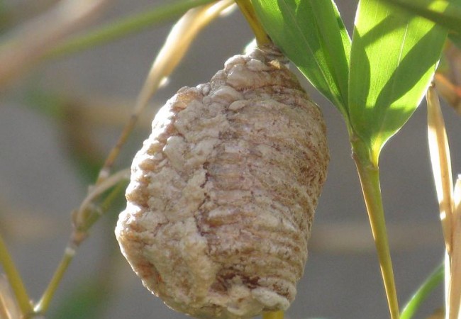 Como última cosa que comentar, hallé entre las ramas de las cañas y en lo alto de la rama de un peral, una especie de estructura redondeada que me parece la ooteca de algún insecto que no logro identificar.  Pilar López.