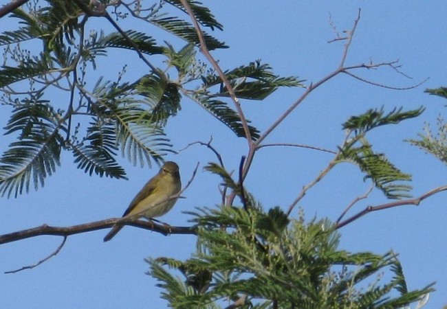 VEA PINCHANDO AQUÍ LO ÚLTIMO RECIÉN LLEGADO AL TABLÓN DE LOS USUARIOS 

Buenas. Si hay un pájaro que, pequeño, no para de una rama a otra, es el mosquitero. Menos mal que Pilar