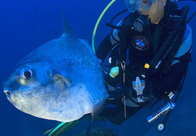 Pez luna (Mola mola), por Manuel Campillo.