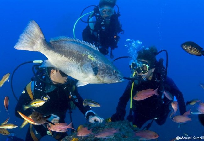 Buenas. Desde Buceo La Herradura, en Granada, nos envían esta preciosa foto de un abadejo realizada por Manuel Campillo en la punta de la Mona. Lo que mejor distingue a este pez, es esa