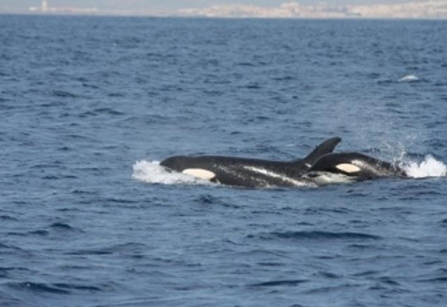 Buenas de nuevo. Gracias al biólogo Juan Manuel Salazar, supimos que es habitual la presencia de orcas en el estrecho de Gibraltar, donde es corriente