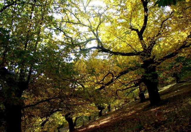 Una de mis aventuras naturalisticas de este fin de semana, ha sido adentrarme en los bosques de castaños en la Sierra de Tentudía, al Sur de la provincia de Badajoz.

                Juan Carlos Delgado Expósito