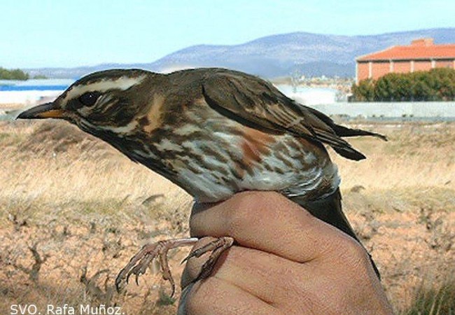 Buenas. Un zorzal alirrojo (Turdus iliacus)como este de la fotografía de Rafa Muñoz, llegó hasta Extremadura desde