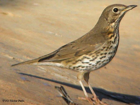 Fotografíado por Víctor París, de la Sociedad Valenciana de Ornitología,este Zorzal común  Turdus philomelos