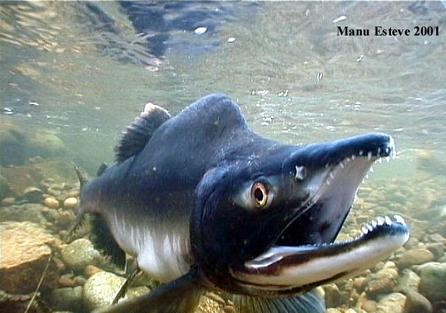 Este pez con pinta de morena, es un macho de Pink Salmon, un salmón rosa del Pacífico, Oncorhynchus gorbuscha fotografíado por Manu Esteve.



