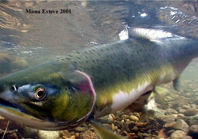 Hembra de Salmón RosaOncorhynchus gorbuscha fotografíada por Manu Esteve.