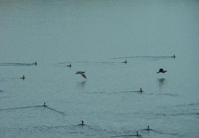 Cormoronas en el embalse de Valuengo, Jerez de los Caballeros. AUTOR: Juan Carlos Delgado Expósito.