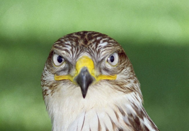 Buenos días. Nos ha enviado Kaiko esta fotografía de un águila que a mí me parece un águila perdicera Hieratus fasciatus.