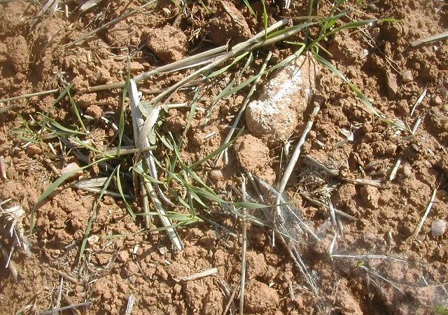 Las larvas de la lagarta de las habas, Ocnogyna betica , están este año apareciendo muy temprano