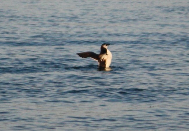 Buenos días. Cuando ayer llamé a un centro de recuperación de fauna salvaje del País Vasco me hizo gracia que tuvieran allí mérgulos y araos y alcas como los que vi sobre el mar el sábado pasado.

