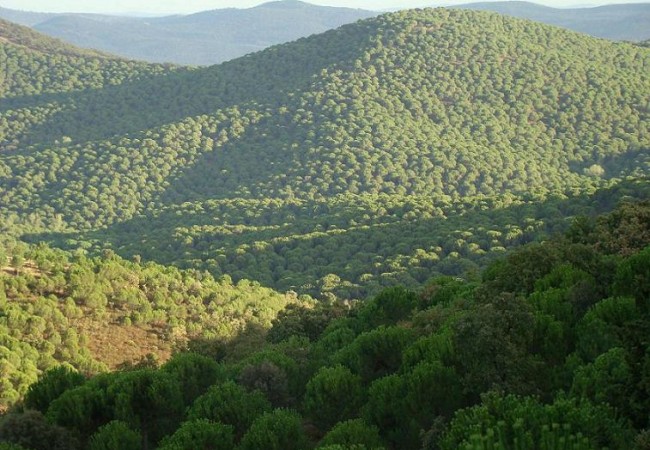 Por aquí hace un día casi tan soleado como el de esta fotografía de un pinar en la Baja Extremadura