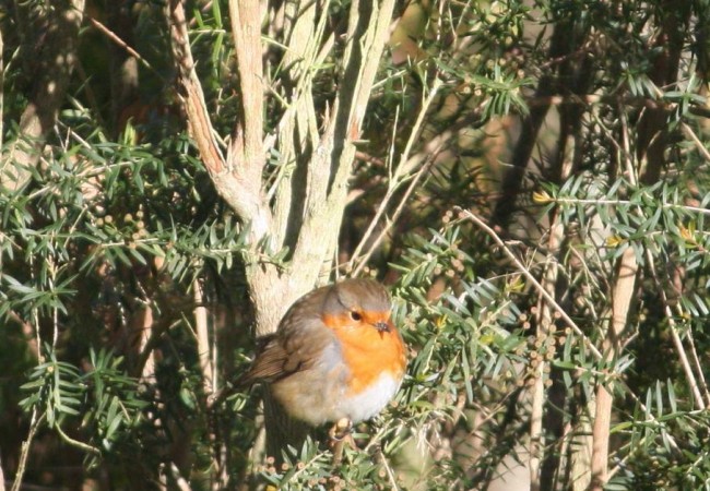 Para mí no hay pájaro más fotogénico que el petirrojo, como este que anteayer esponjaba las plumas, de frío, al sol, frente a mi ventana.