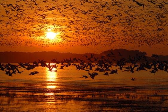 Beltrán Ceballos ha obtenido en la categoría “Aves de zonas húmedas del mundo” el premio FOTOAVES 2009.
