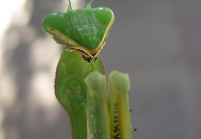 Querida Mónica:
Hace días preguntaba una lectora del tablón a qué insecto correspondía el oocito cuya foto adjuntaba.
 
