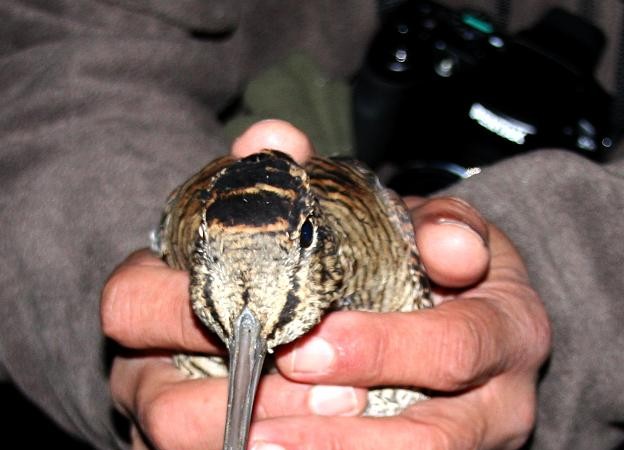 Se han equipado becadas en el País Vasco, Cataluña, Asturias, Navarra o Andalucía, en la zona del parque Nacional de Doñana. Nos han enviado datos a lo largo de más de 40.000 kilómetros de viajes y nos han enseñado mucho más de lo que soñamos