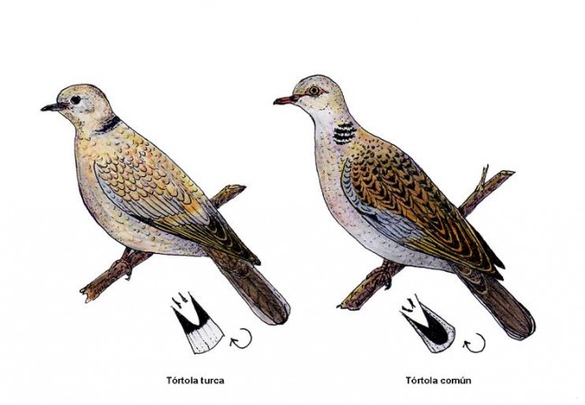 LA LEYENDA DE LA TÓRTOLA TURCA Y SU PROPAGACIÓN EN CÁCERES,por Antonio Morcuende Bachiller.
Recuerdo que en mi niñez, durante la década de los cuarenta, me regalaron una pareja de tórtolas turcas o “malditas del 18” (Streptopelia decaocto)