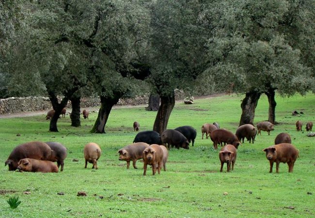 Como pueden apreciar en la fotografía, la dehesa ya se está recuperando, después de las abundantes lluvias del mes de Diciembre.