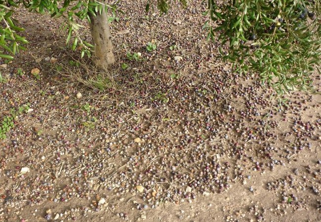 El temporal, muy beneficioso para (casi) todos, sin embargo ha causado daños en los huertos de naranjos y en los olivares