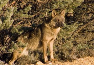 Lobo salvaje en la sierra de la Culebra/ Vicente Matellán