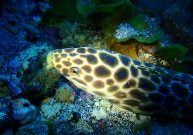 La carmelita (Myrichthys pardalis)