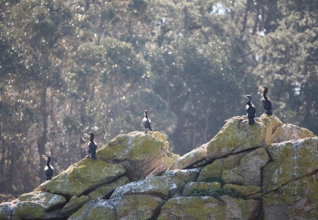 Aunque estos días he visto erizos muertos de frío sobre la nieve, han empezado a hacer su nido los cormoranes,