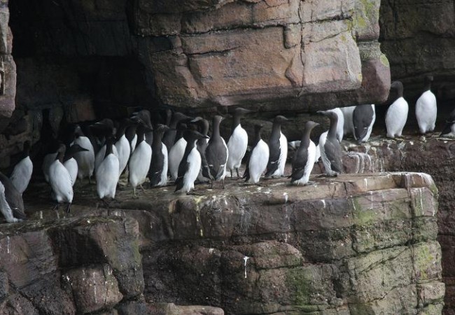 Están llegando estos días al Centro de Recuperación de la Fauna Silvestre Arrano Etxea en San Sebastián,