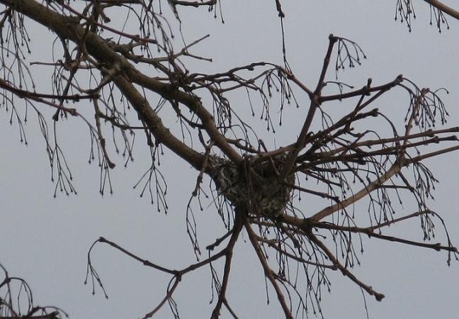 Entre las ramas hay viejos nidos, grandes, medianos y pequeños, según sean de mirlo, verderón o jilguero. Hasta tres y cuatro por árbol