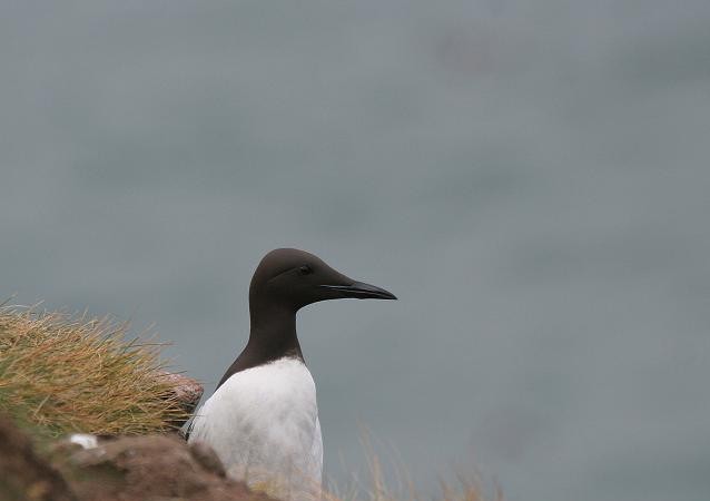 Buenas. Hoy sopla el viento del suroeste e imagino que también los araos, como el de esta fotografía enviada por SEO BirdLife Donostia, lo habrán notado.