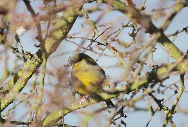 No estoy segura de si este pájaro que fotografié hace dos días entre las ramas de un ciruelo, es un lúgano (Carduelis spinus).