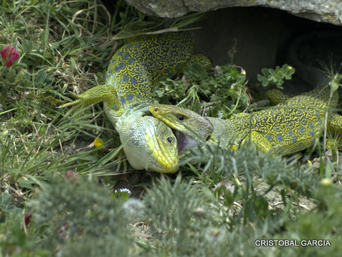 Viendo esta fotografía realizada hace una semana en Los Alcornocales de Cádiz por Cristóbal García, me he acordado de otro lagarto: el lución.